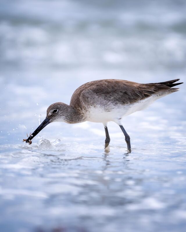 So can we skip to the good part?

#florida #floridaphotography #floridaphotographer #orlando #tampa #tampaphotography #tampaphotographer #animallovers #birdsphotography #birdphotography #travelphotography #travel #beachphotography #sunset #sunset_pics #travelblogger #honeymoonstatepark #tampaflorida #beachportraits #sunsetlovers #sunsetphotography #seagull #surfing #surfphotography